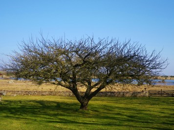 tradgardsjohan©2014